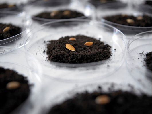 金秋十月稻浪飘香！京东超市上新黑土地正宗五常大米_行业观察_电商之家