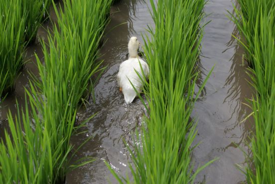 金秋十月稻浪飘香！京东超市上新黑土地正宗五常大米_行业观察_电商之家