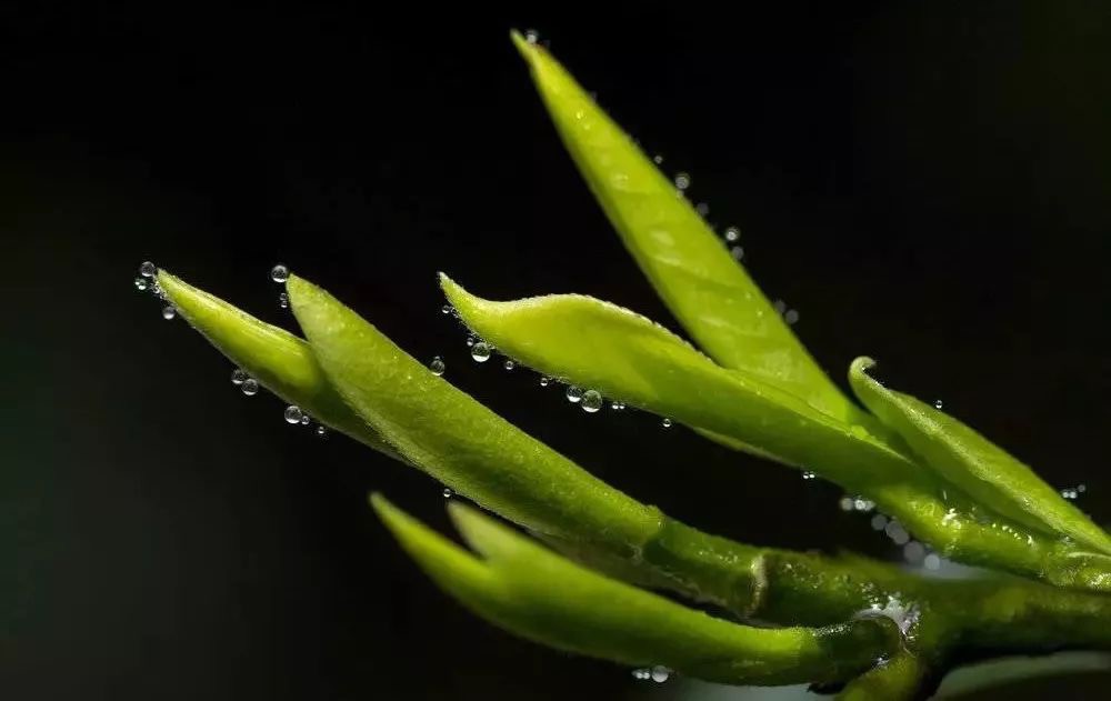 从区域品牌到“茶界茅台”，李宇春、李易峰引领高端茶礼风潮！_零售_电商之家